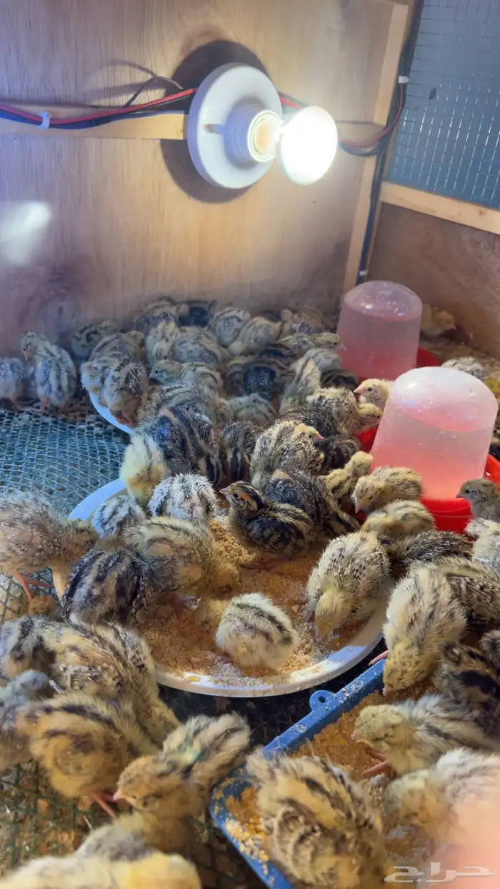 للبيع صيصان سمان 1 ريال 0