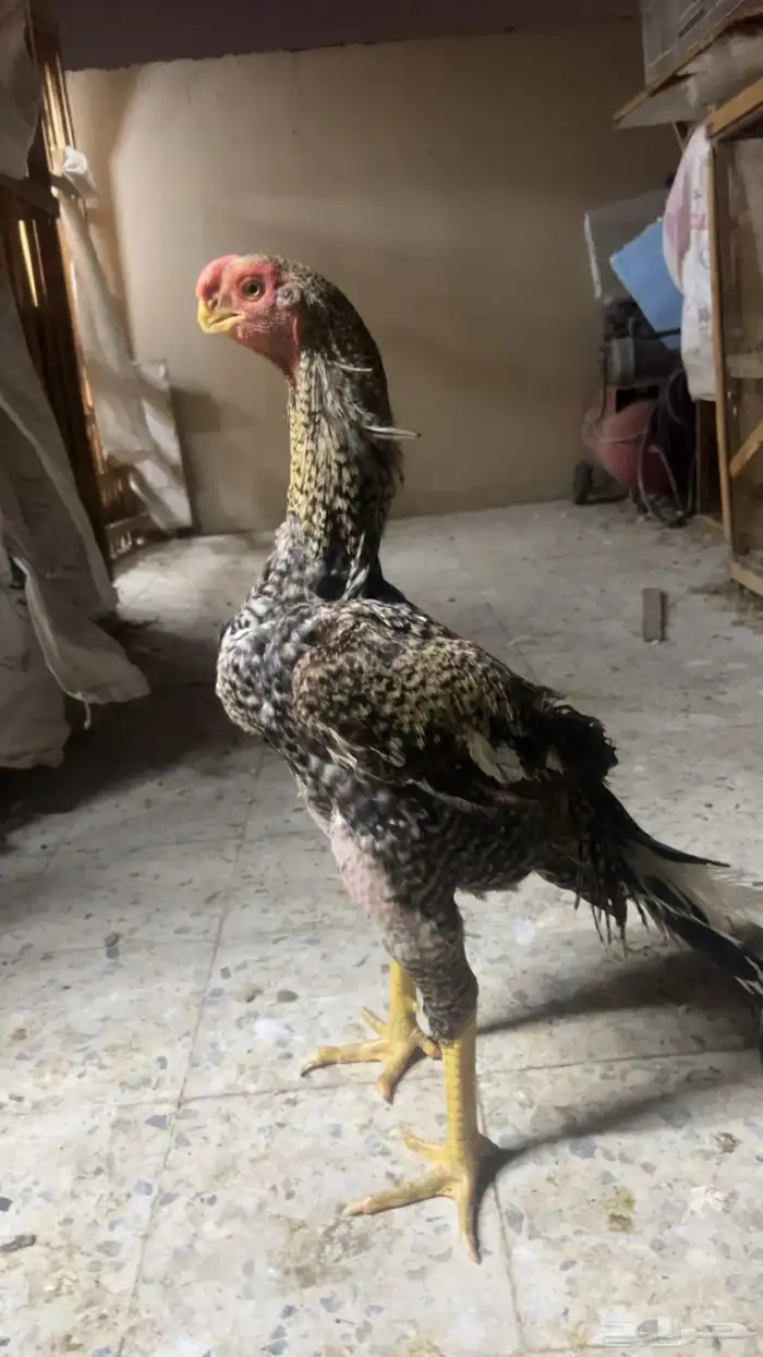 جوز اذناب الهند فاخر مستوى توب التوب ماشاء الله 3