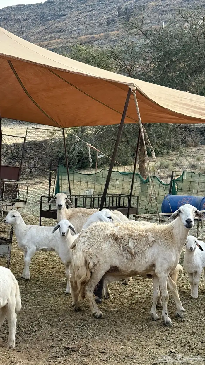 ضان مقاني حرش رقم 1 صنف وجروم ورعويه ومشروطه 18