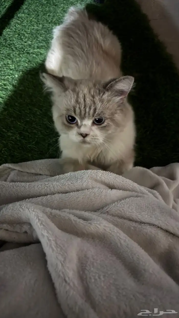 قط ذكر للتبني 2