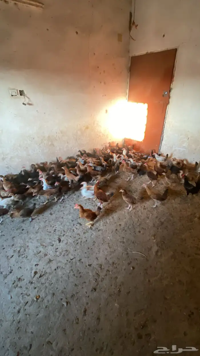 البيع دجاج بلدي شرط من المرض العدد135 دجاج 3