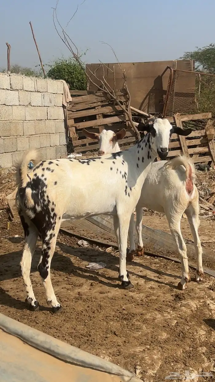 ماشاءالله تبارك الله 0