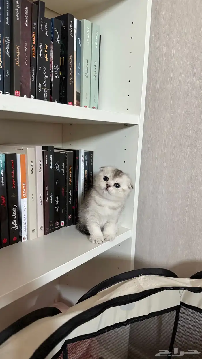 سكوتش فولد ذكر كيتن 0