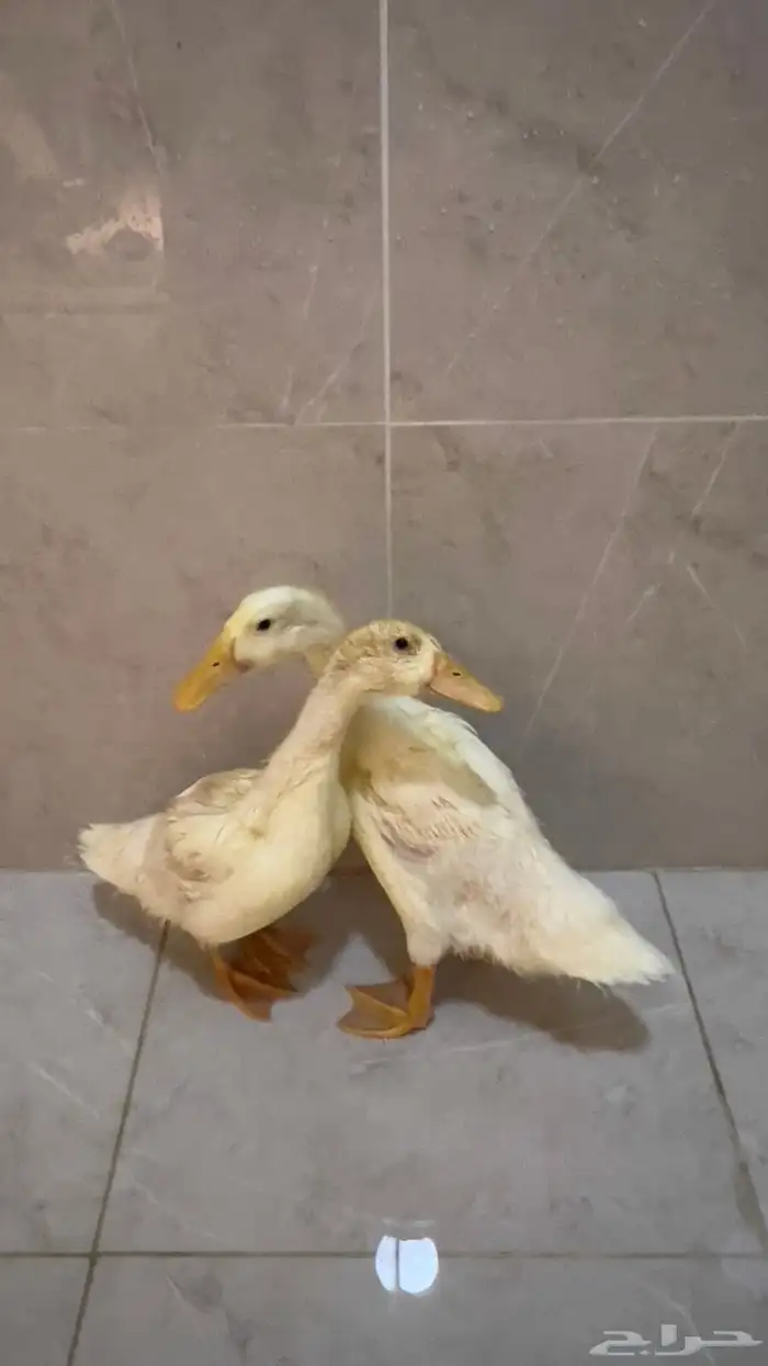 بط بكيني للبيع 0