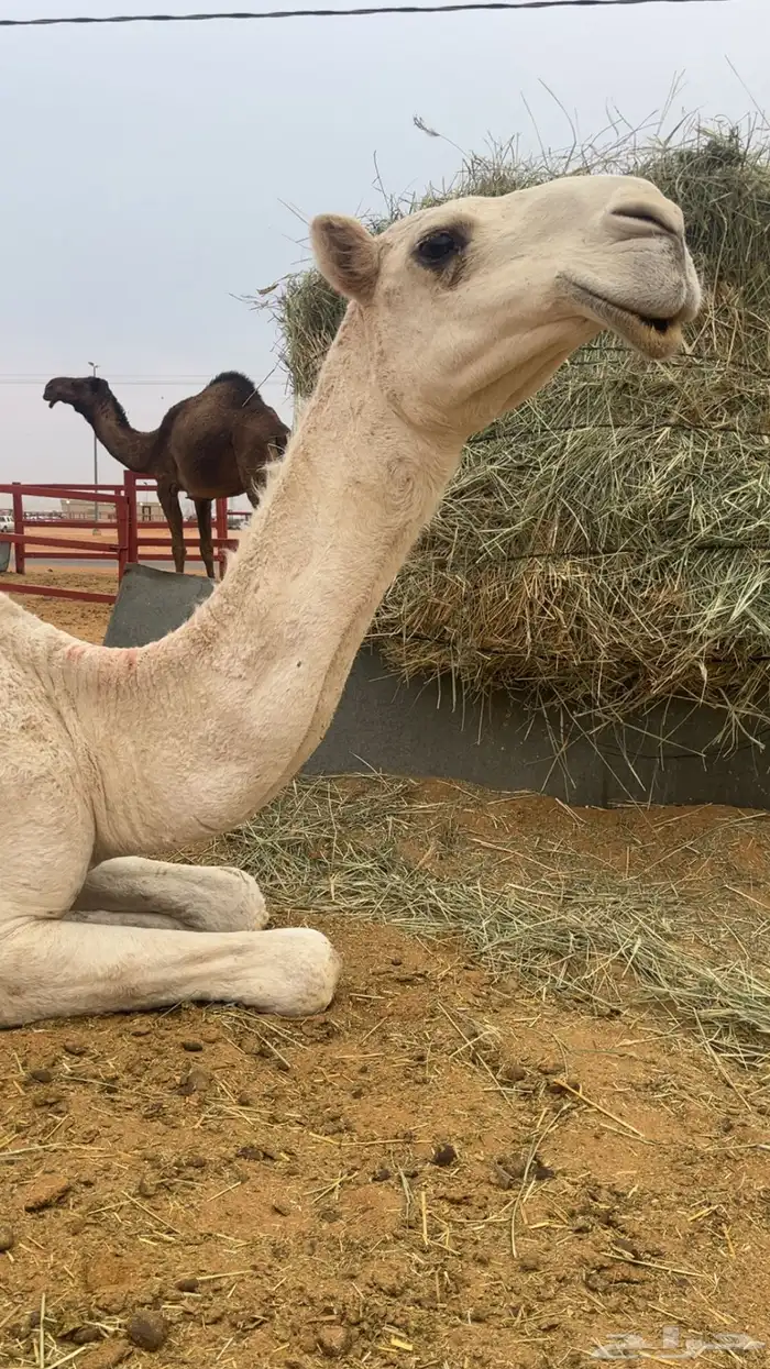 بكره باتليه 1