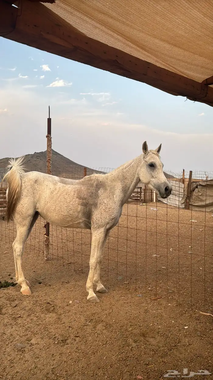 فرس شعبيه للبيع 1