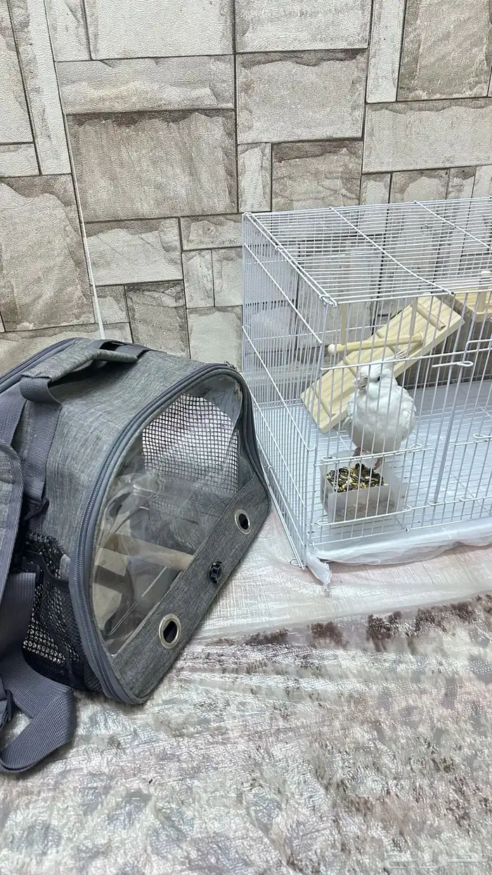 كروان البينو 5