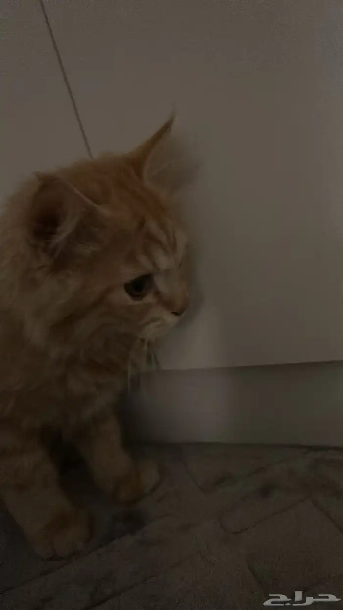 بسس شيرازي عمر الأنثى 4 شهور و الذكر 3 شهور ويحبون يلعبون 4