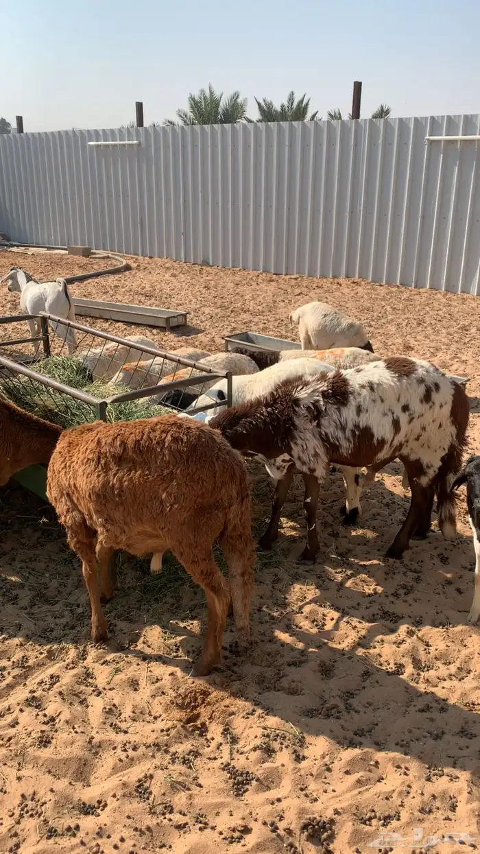 ذبايح للبيع سواكن برابر تيوس مرابي شرط 8