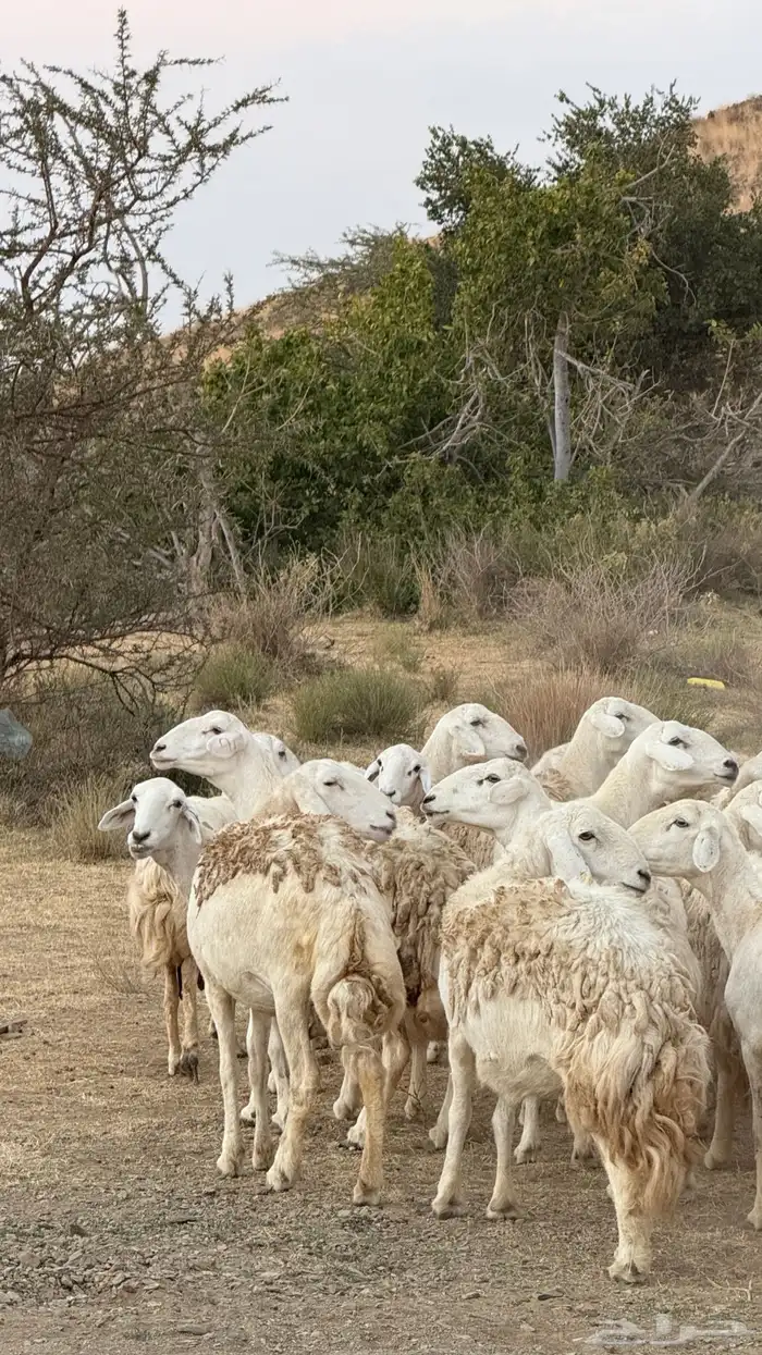 ضان مقاني حرش رقم 1 صنف وجروم ورعويه ومشروطه 9