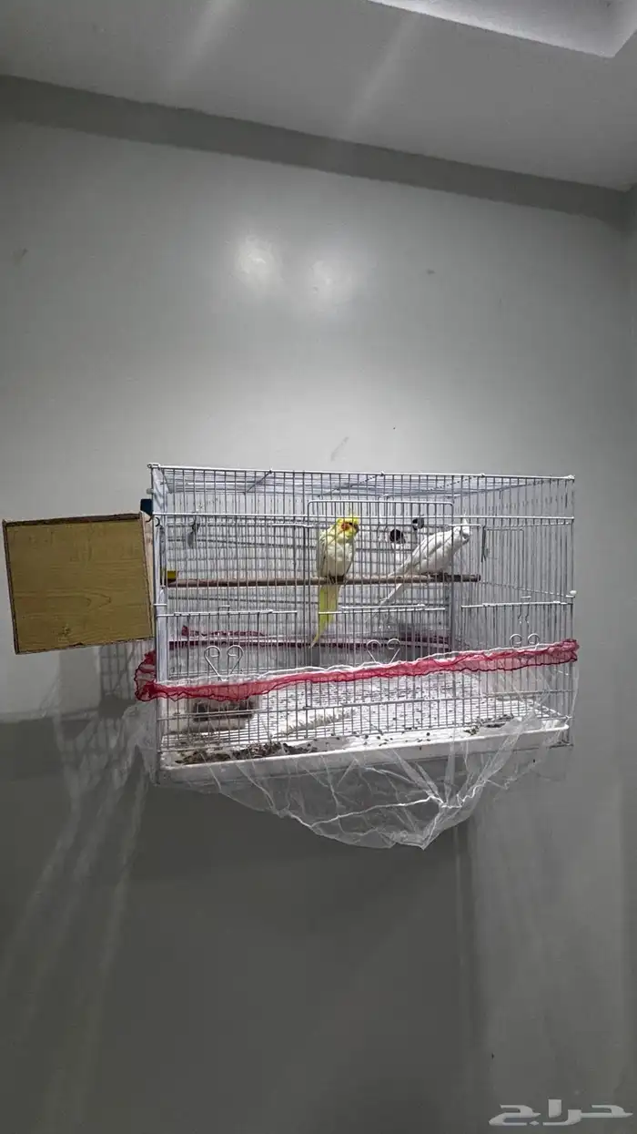 جوز كروان للبيع 0