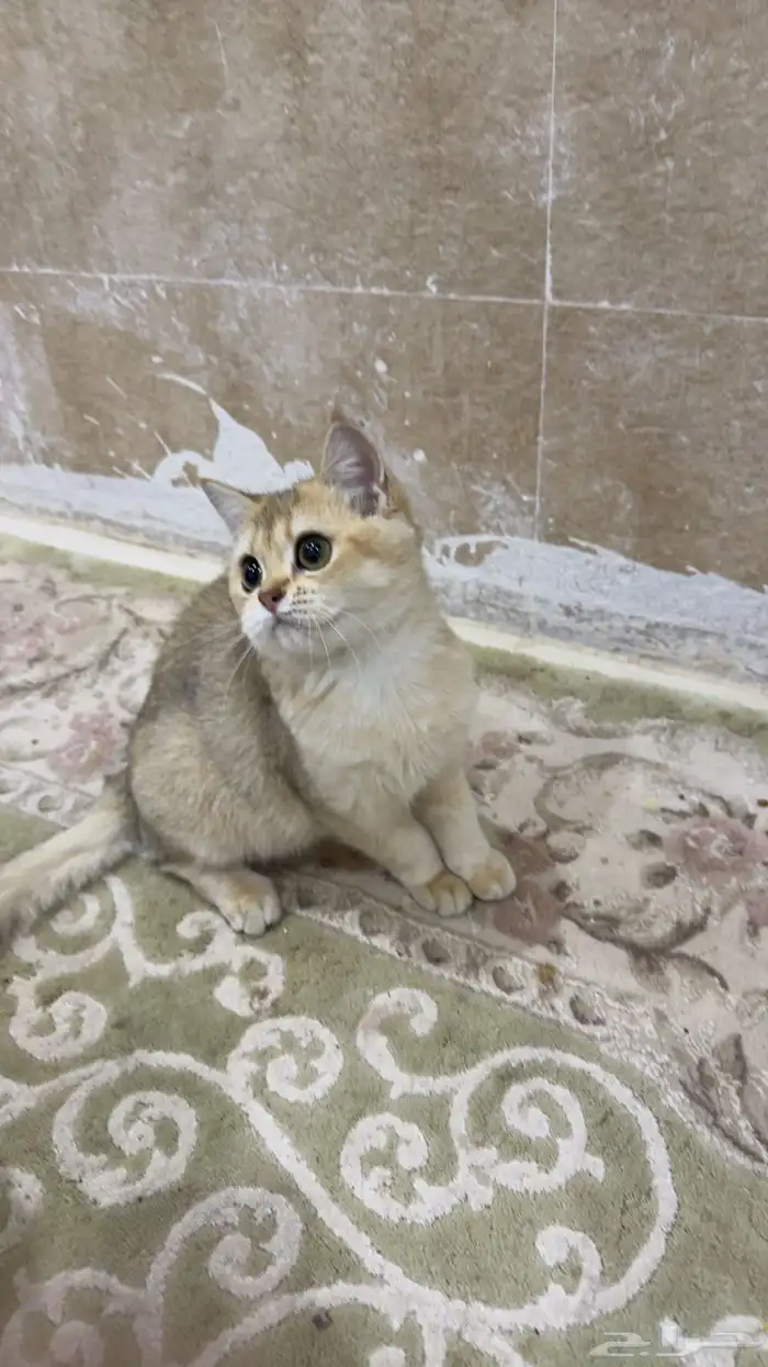 قطط سكوتش بيور اناث وذكور scothc قطه 1