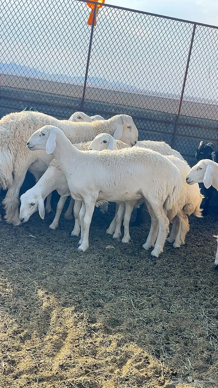 8رخال حرش جذاعات وثنوات 2