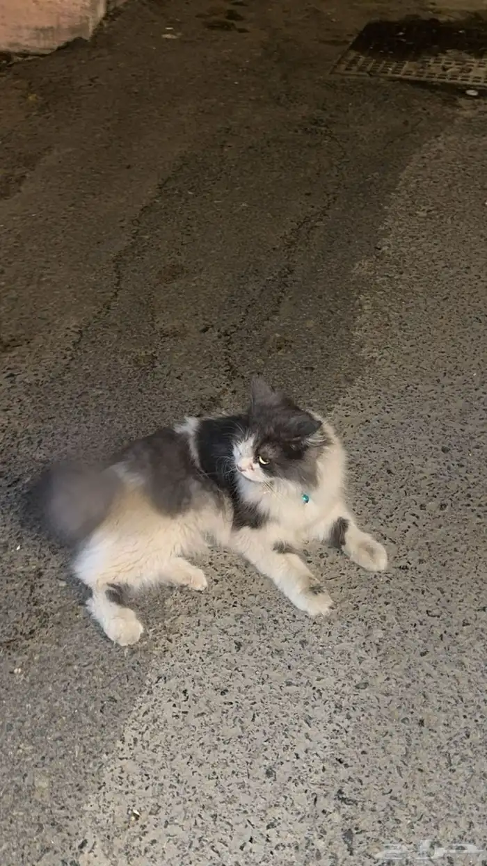 تم العثور على هذا القط في الشوقية 0