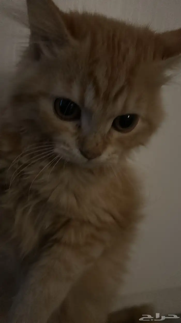 بسس شيرازي عمر الأنثى 4 شهور و الذكر 3 شهور ويحبون يلعبون 5