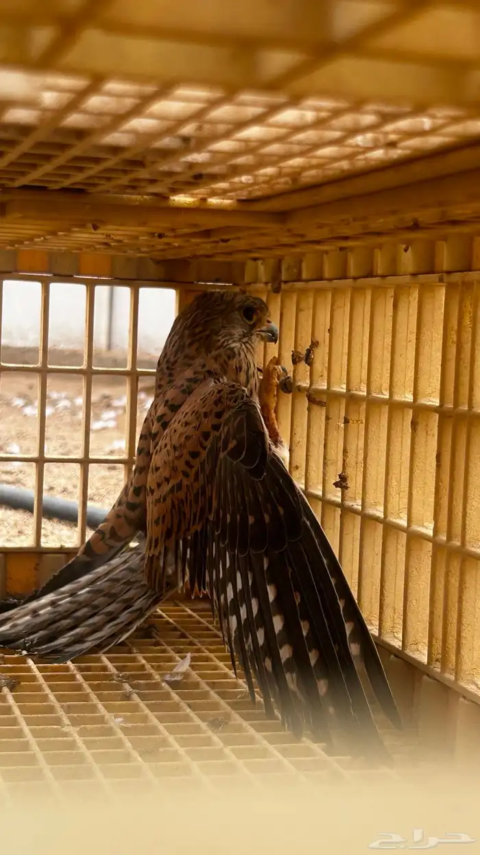 باشق للبيع 1