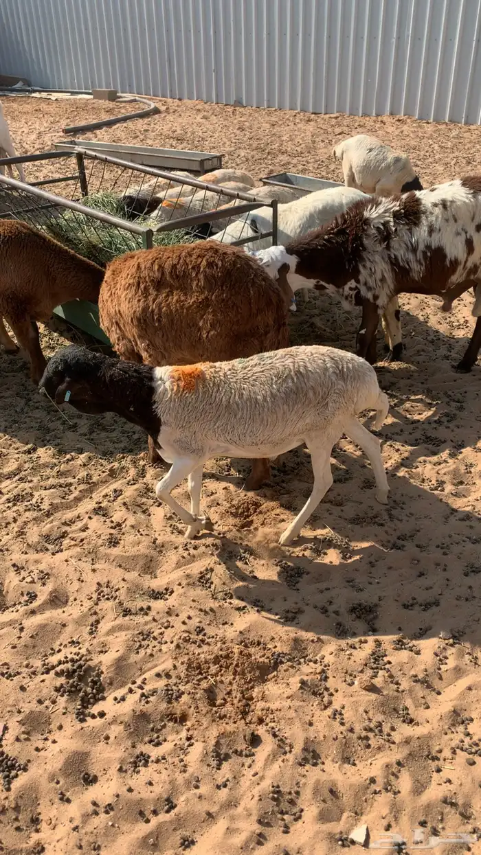 ذبايح للبيع سواكن برابر تيوس مرابي شرط 7