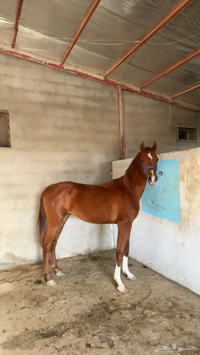 حصان شعبي للبيع 3