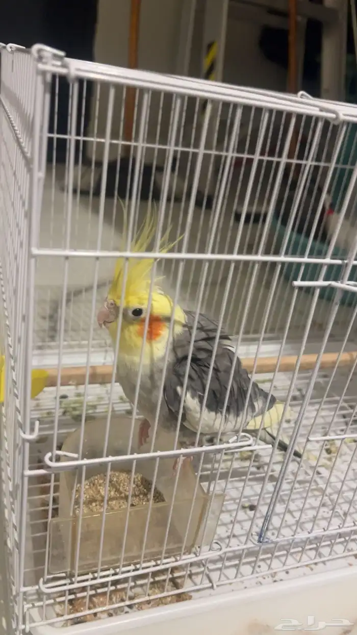 كروان ذكر للبيع بداية ولافة 1