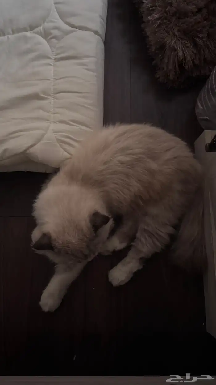 قط ذكر للتبني 1