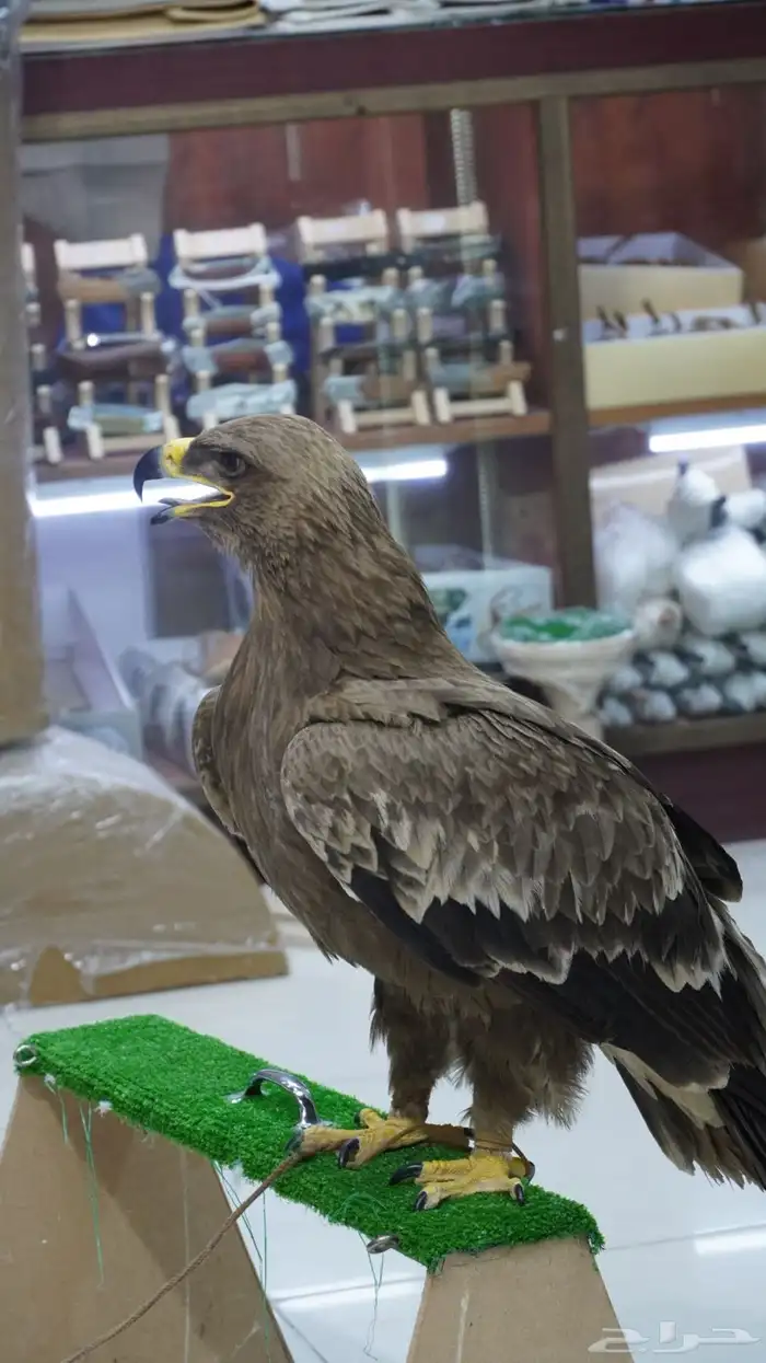 مطلوب عقاب 1