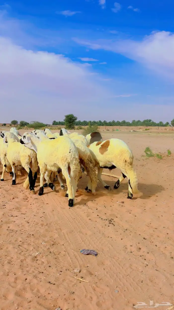 ذبايح سواكن مغلقه 6