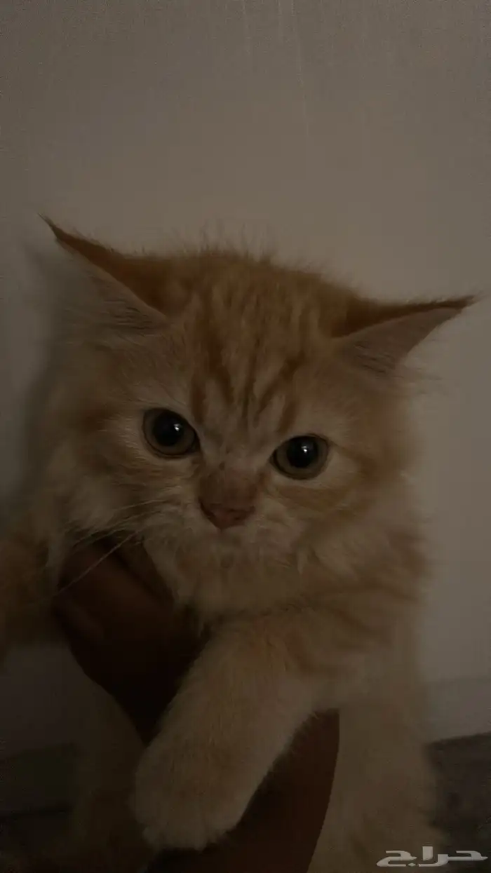 بسس شيرازي عمر الأنثى 4 شهور و الذكر 3 شهور ويحبون يلعبون 1