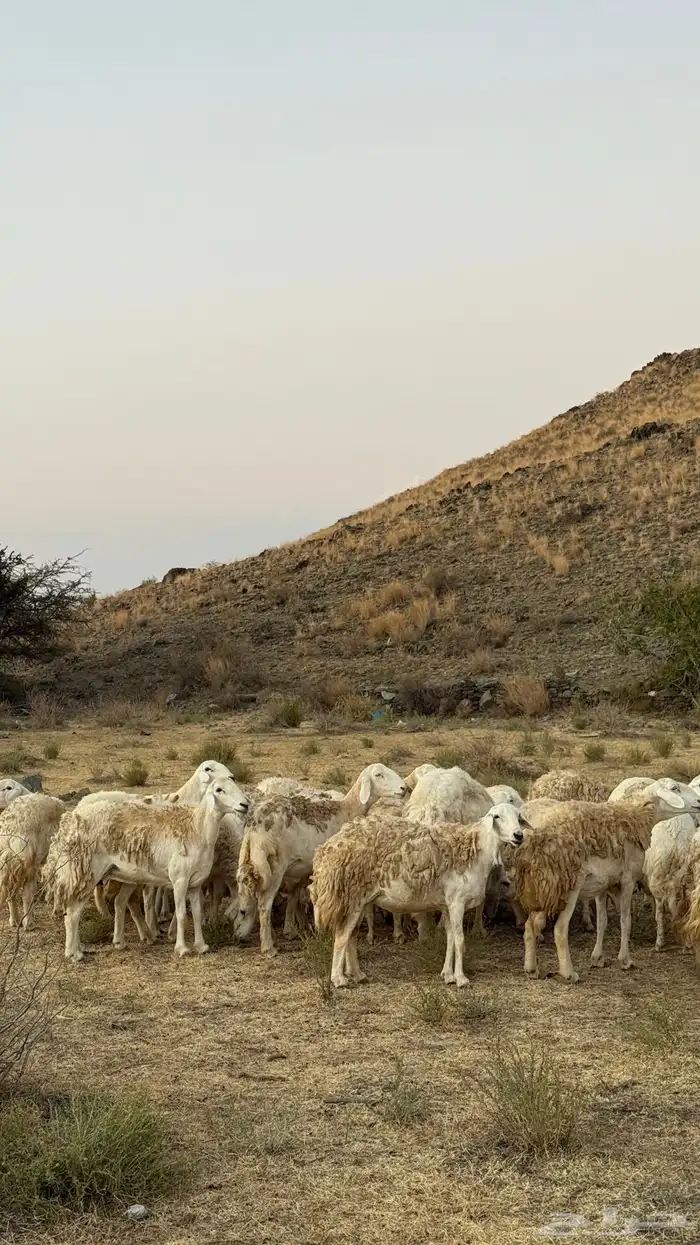 ضان مقاني حرش رقم 1 صنف وجروم ورعويه ومشروطه 6