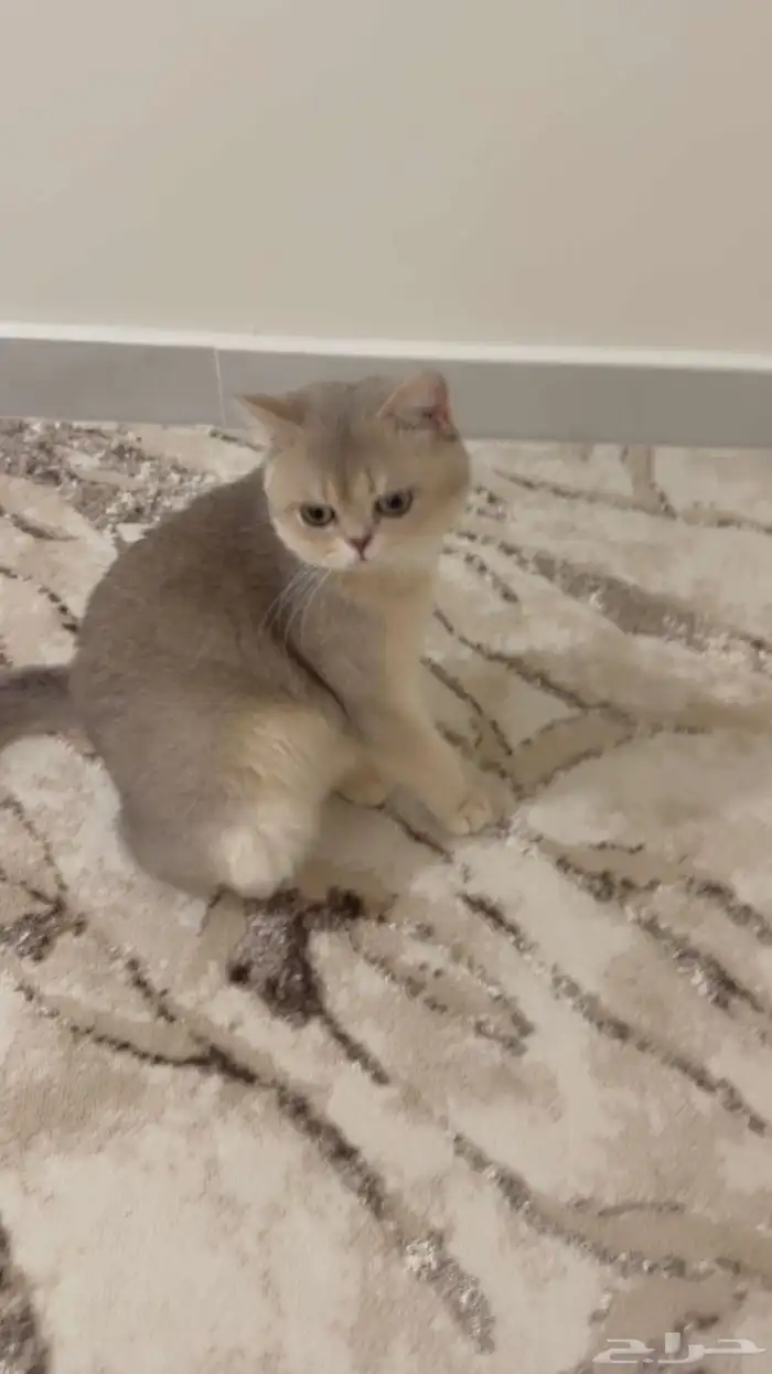 2 قطط ذكر   أنثى 1