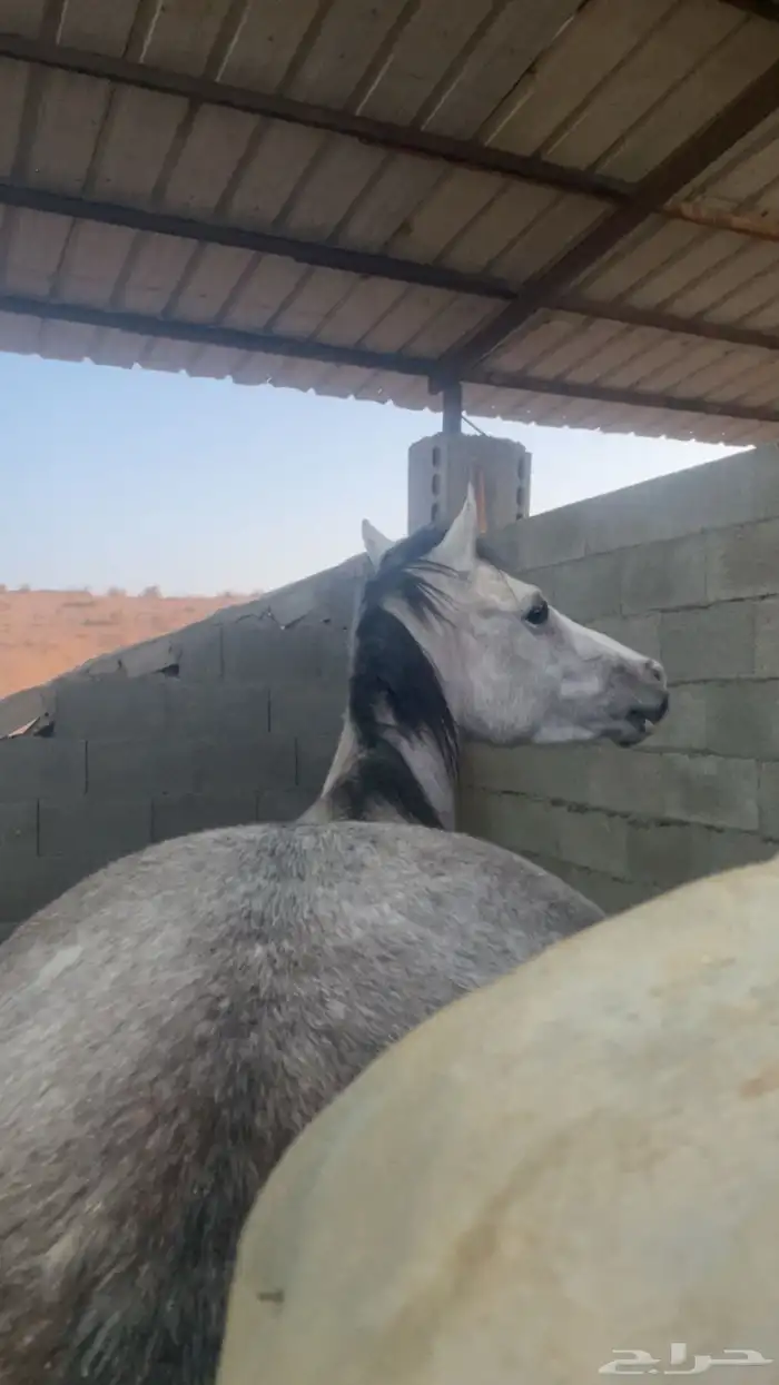 حصان مكس بدون أوراق للبيع وماشاءالله لعب وشوال وشخره خفيفه 0