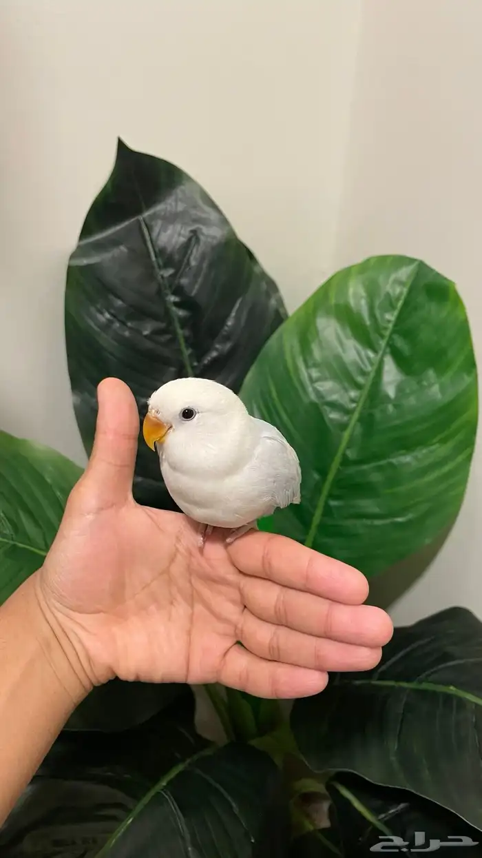 فرخ روز سماوي وابيض هدد نشبة ونهاية غر 3