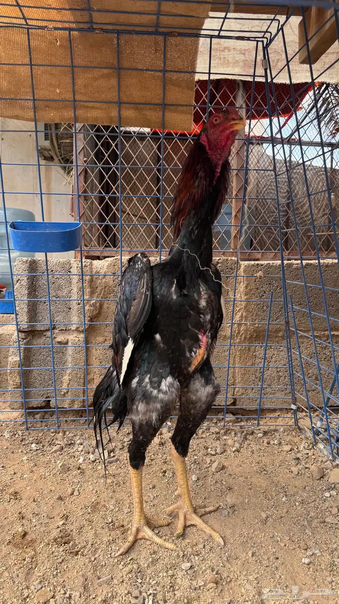 ديك شامو ياباني 0