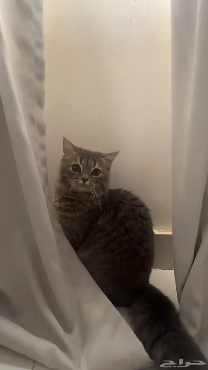 لونا للبيع 2