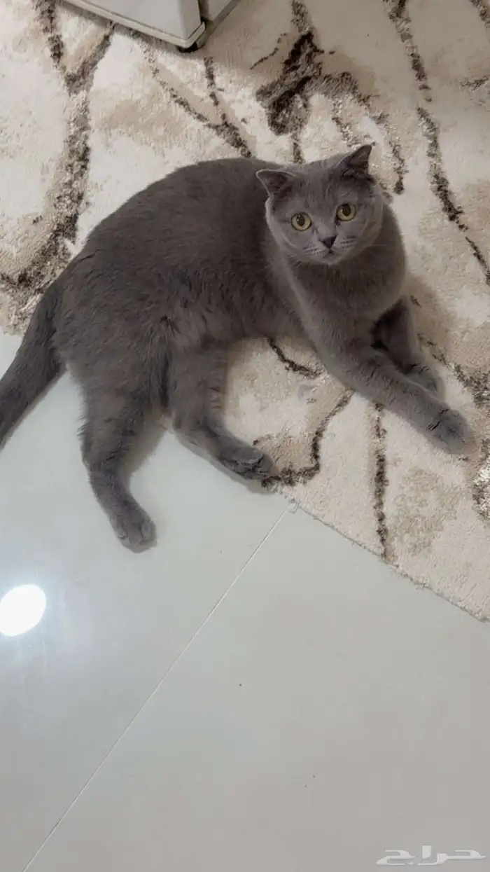 2 قطط ذكر   أنثى 2