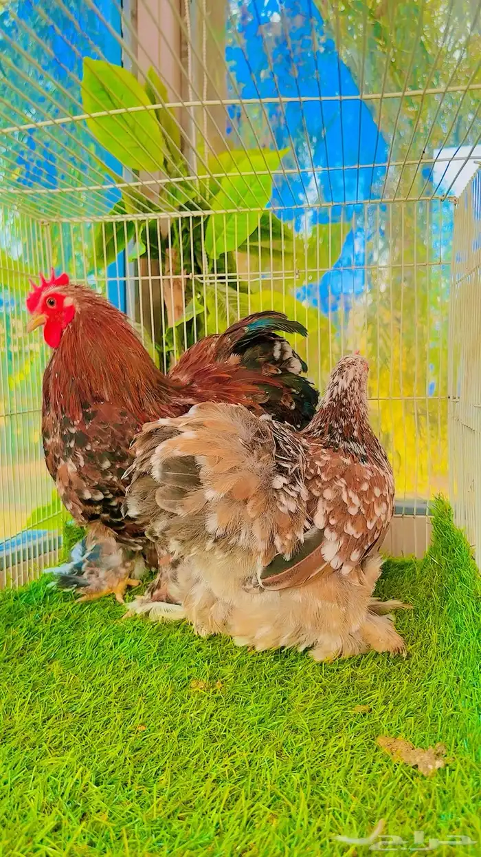 دجاج كوشن لون مميز 0