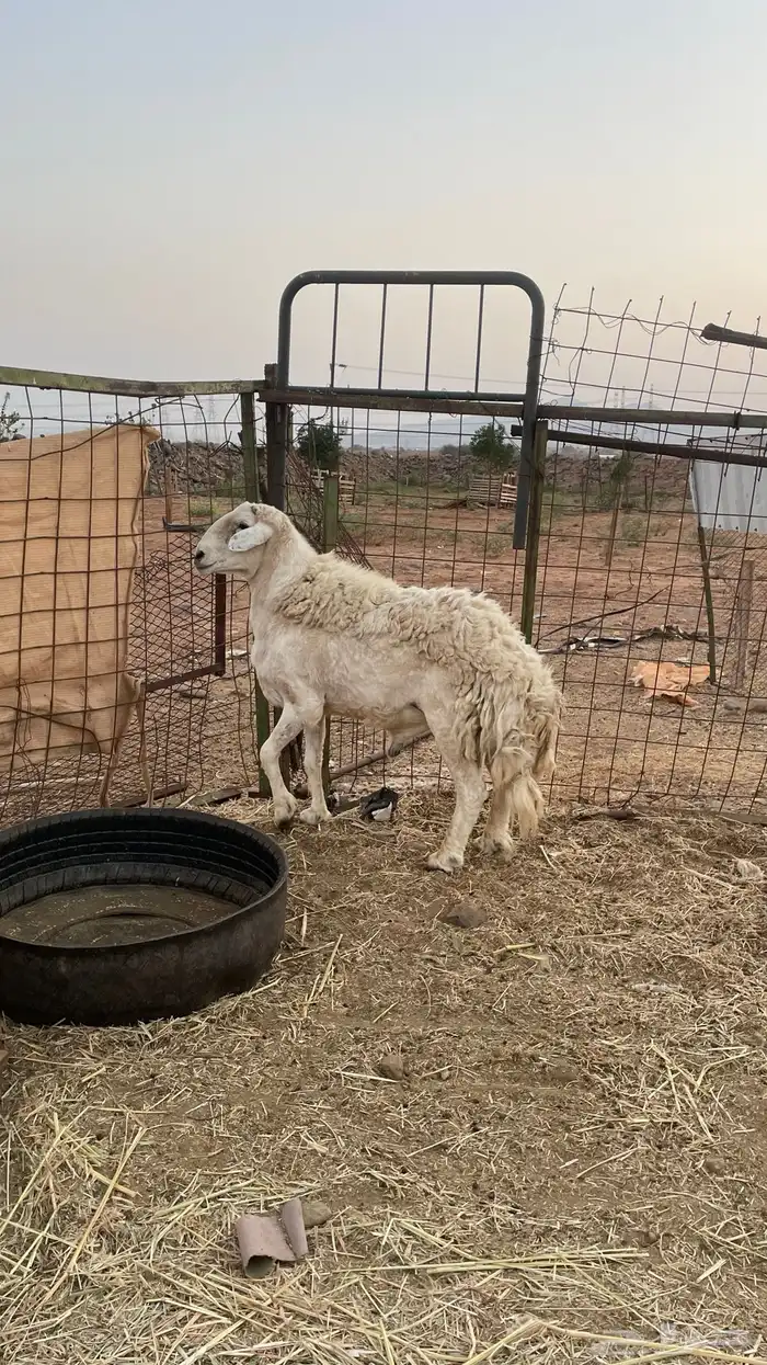 طلي فحل مشروط 1