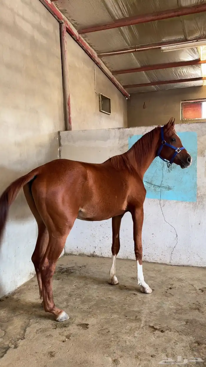 حصان شعبي للبيع 0