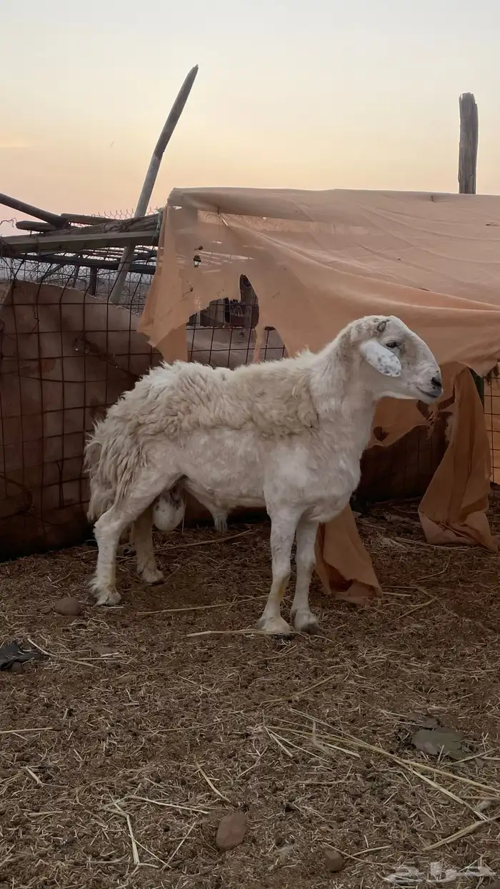 طلي فحل مشروط 0