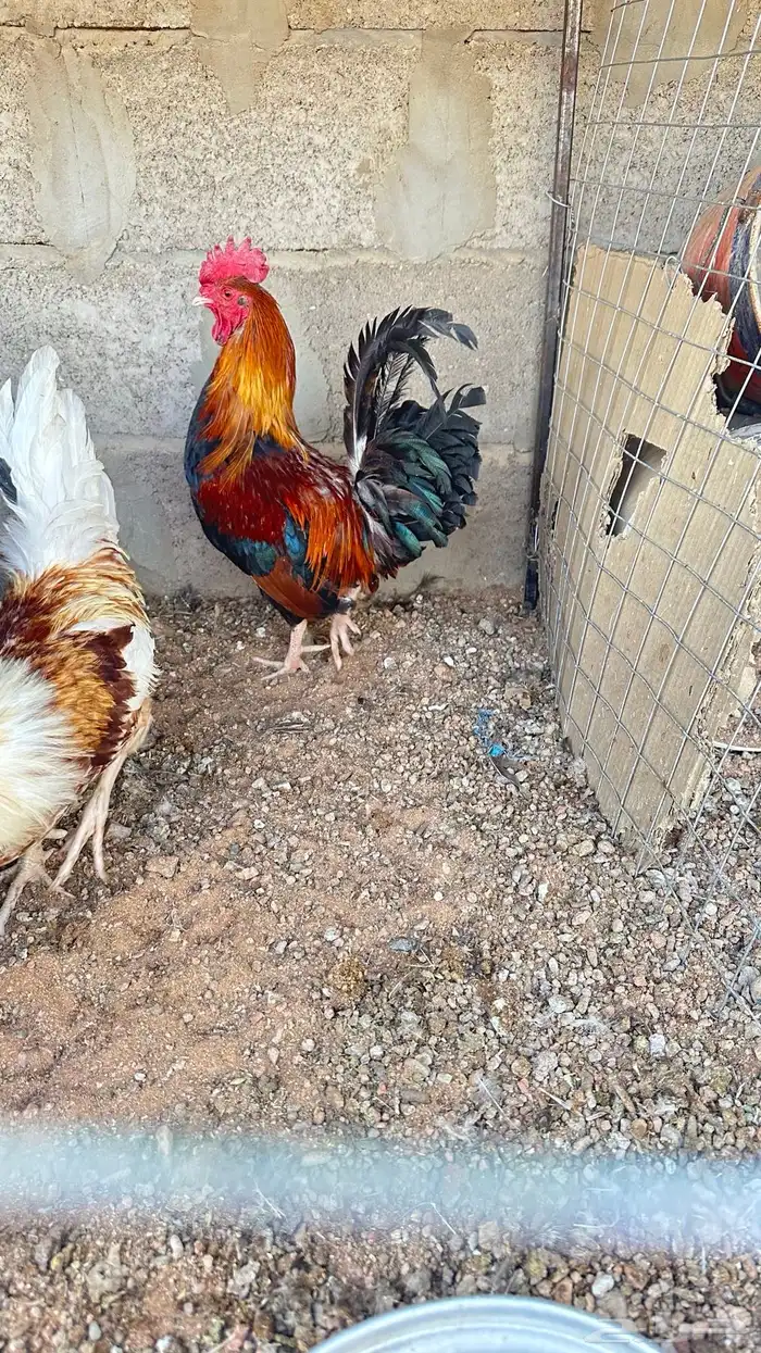 ديك ترثه للبيع 2