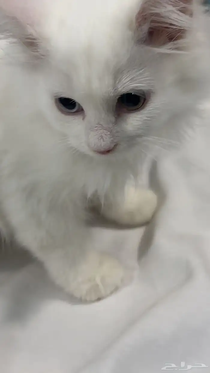 قط شيرازي للبيع مستعجل 1