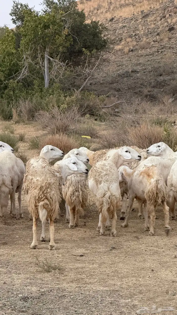 ضان مقاني حرش رقم 1 صنف وجروم ورعويه ومشروطه 7