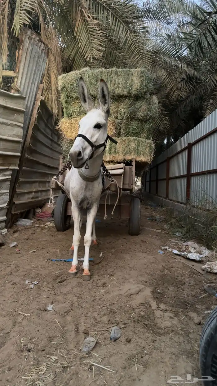 حماره رفيع و هديه 0