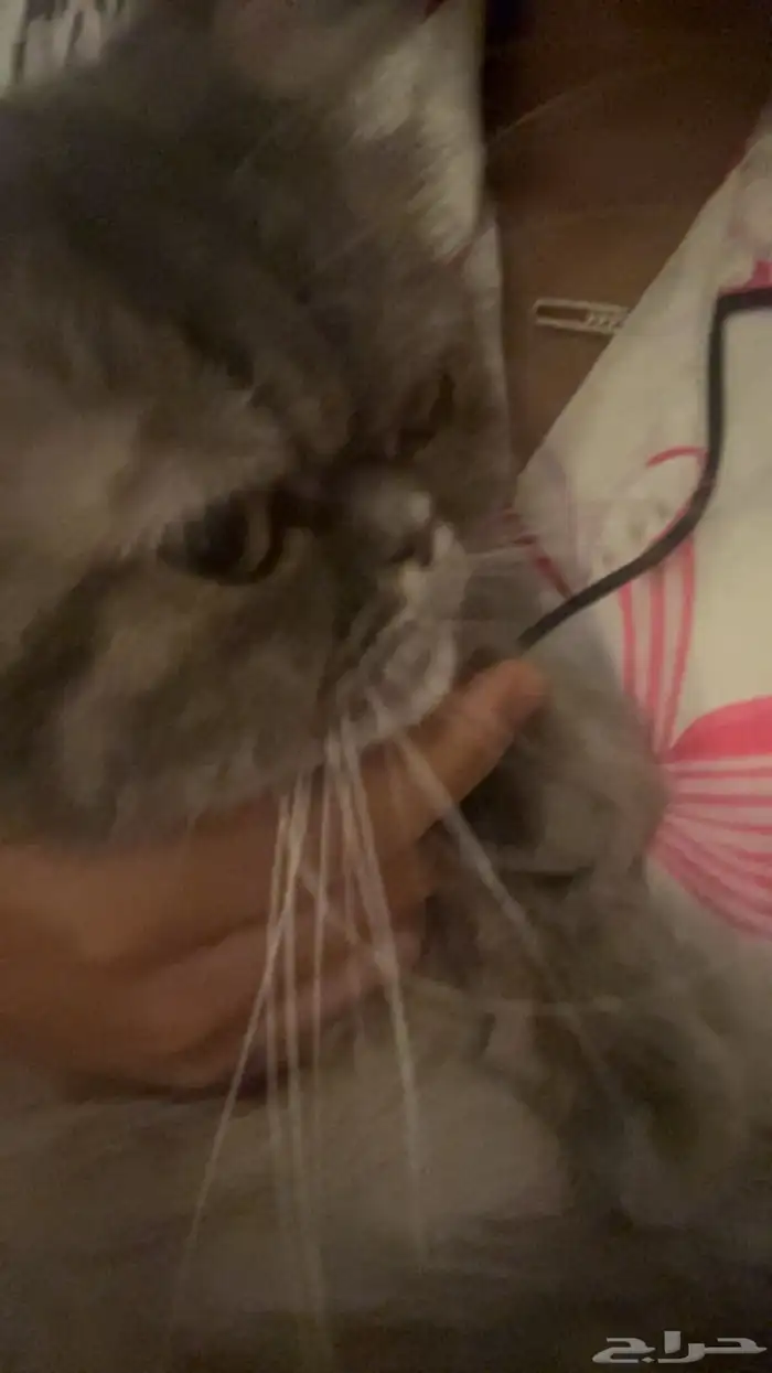 قطه هيملايا للبيع 0