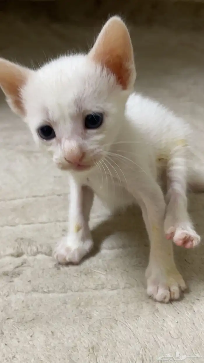 قطط كتن للتبني مجانا 2