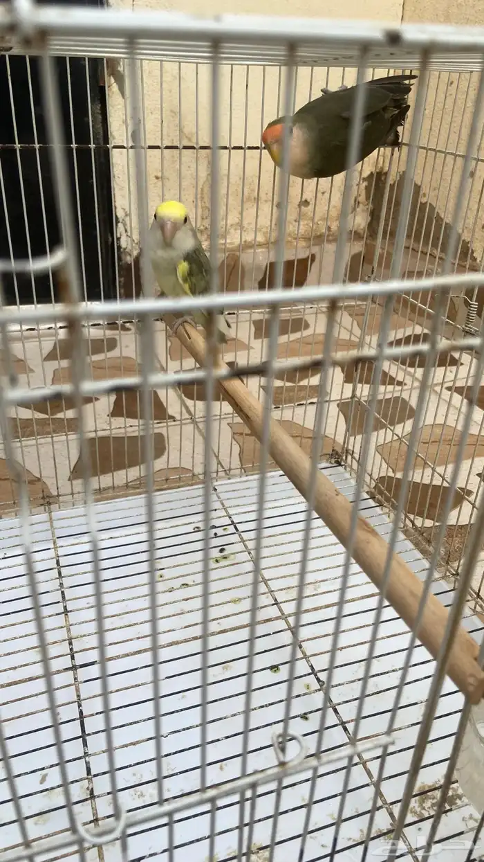 جوز روز للبيع 3