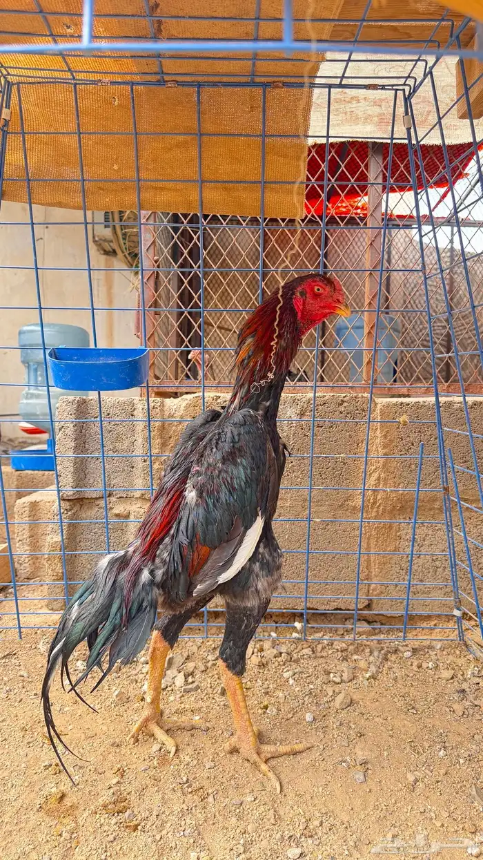 ديك شامو ياباني 1