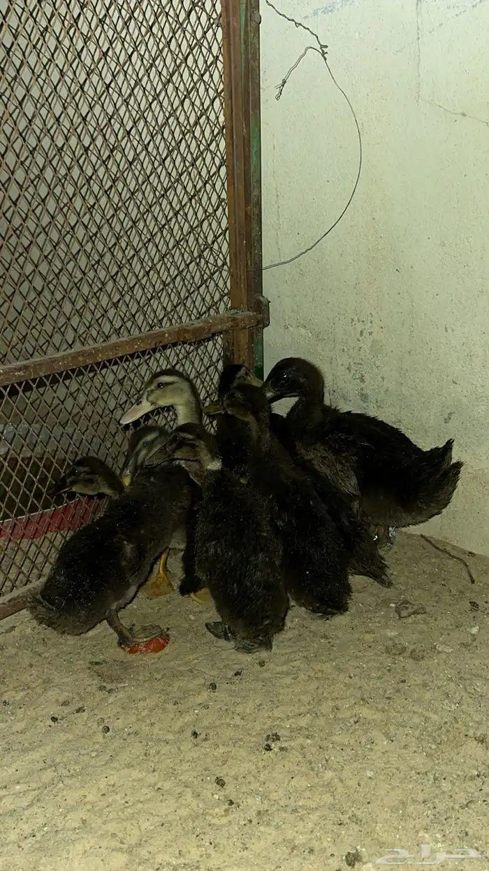 للبيع بط مصري نظيف 1