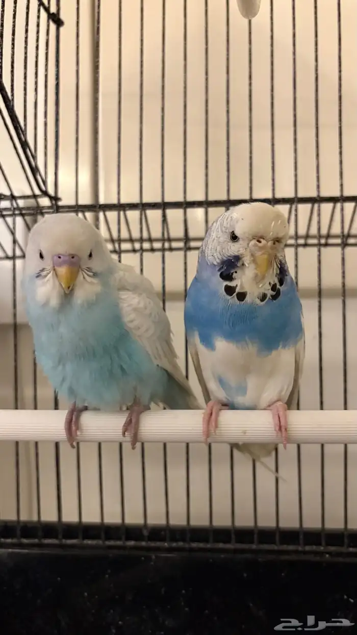 طير بادجي اعمار 6-9 اشهر ازواج 1