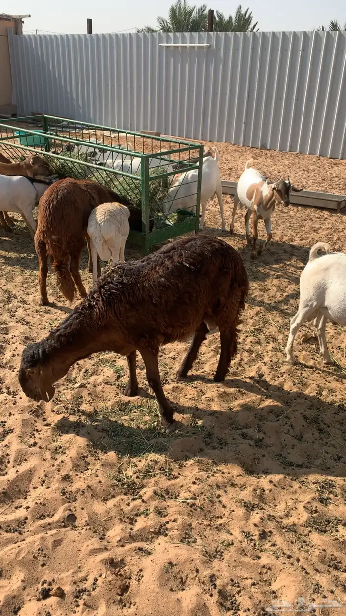 ذبايح للبيع سواكن برابر تيوس مرابي شرط 4