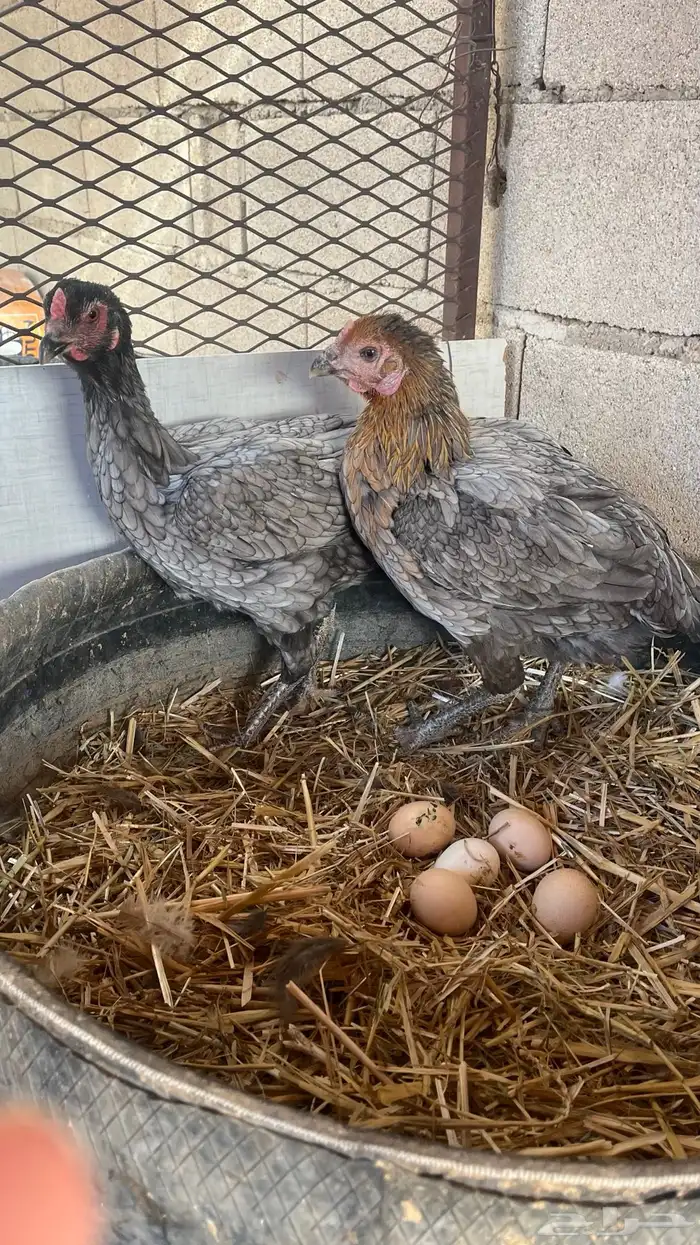 دجاج باكستاني. للبيع 0